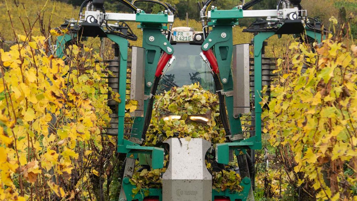 CLEMENS - Vorschneider